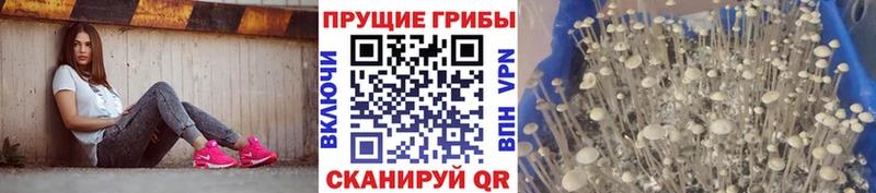 Галлюциногенные грибы Cubensis  Суоярви 